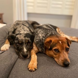 Meet your Posher, Ben